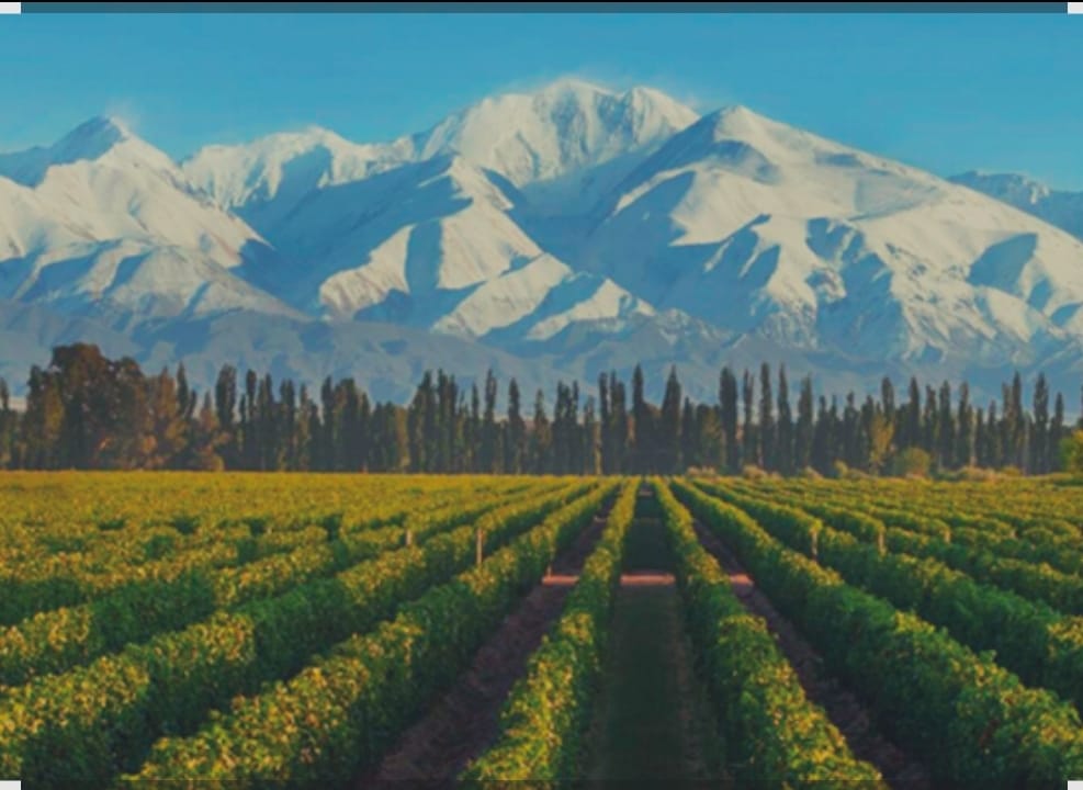 Visite Mendoza com Vinícolas e Olivais
